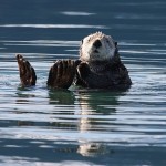sea-otter-1432794_640