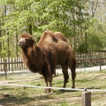 bactrian-camel-731989_640