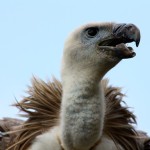 vulture-738180_640